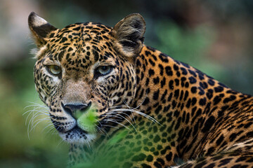 leopard in zoo © Paul