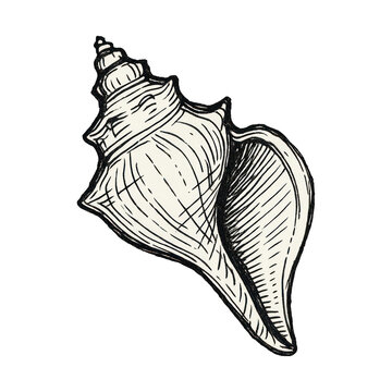 PNG Intricate conch shell sketch art.