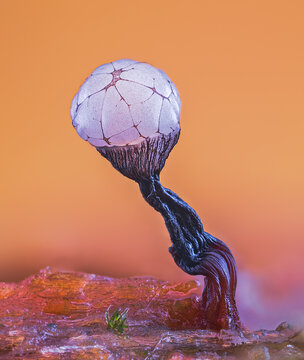 Slime mold - Cribraria rufa, it's a small protist organism