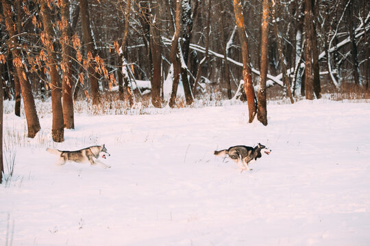 Funny Happy Siberian Husky Dog Outdoor In Snowy Park At Sunny Winter Day. Smiling Dog. Active Dogs Play In Snow. Playful Pet Outdoors At Winter Season