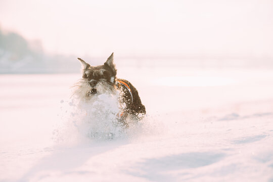 Miniature Schnauzer Dog Or Zwergschnauzer In Outfit Playing Fast Running In Snow Snowdrift At Winter Day