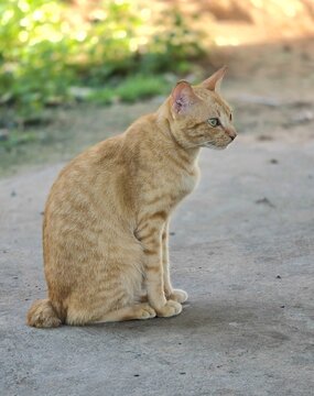 Cat
