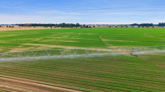 Metallic irrigation frame spraying water over green cultivated field. Automated agricultural sprinkler system waters crop rows under blue sky.