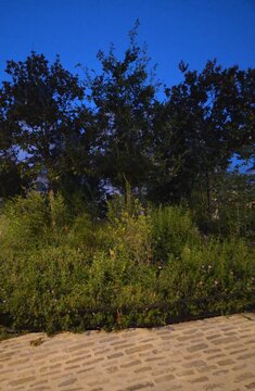 The scene captures a small landscaped area glowing under gentle evening light. Bushes and young trees shimmer with artificial illumination, creating a poetic contrast with the deep blue sky. 