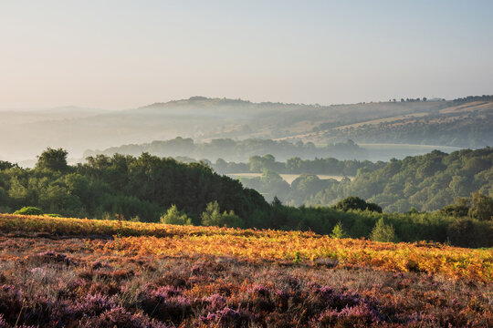 Beautiful landscape image over Stanton Moor in Summer Heather sunrise
