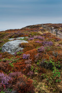 Stunning Peak District landscape from Surprise View with vibrant heather and dappled sunlight over the hills