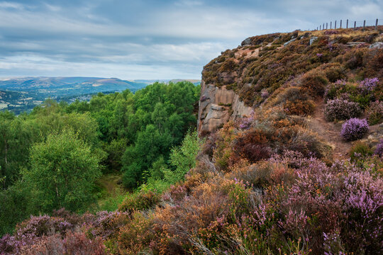 Stunning Peak District landscape from Surprise View with vibrant heather and dappled sunlight over the hills