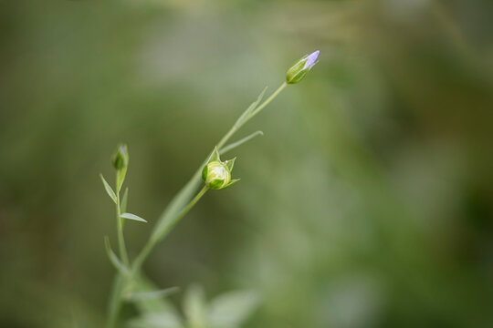 Summer flowers buds
