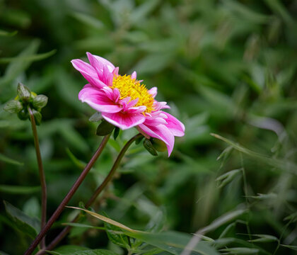 Beautiful pink dahlia