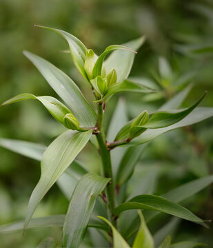 Beautiful fleur-de-lis bud
