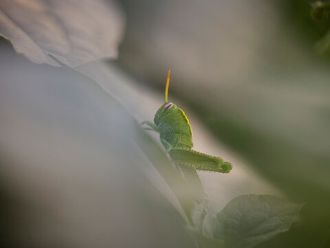 Green grasshopper macro