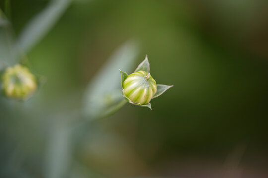 Spring wild small flowers
