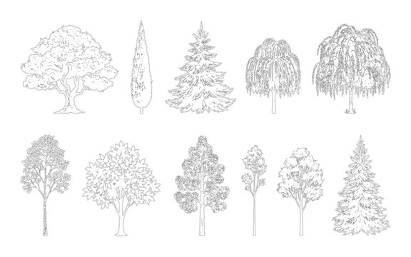 Set of various handdrawn tree sketches including pines and deciduous trees
