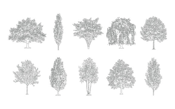 Collection of detailed handdrawn tree illustrations, diverse species