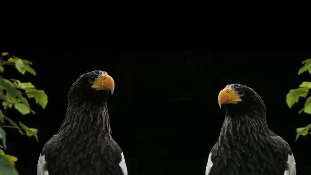 Two Steller's sea eagles sitting opposite each other.