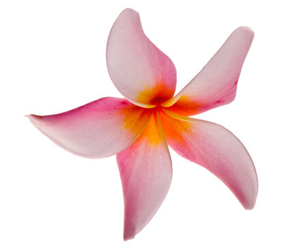 Frangipani flower on white isolated background