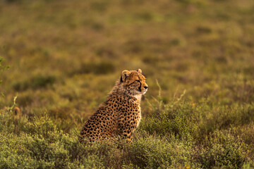 Lone Cheetah Standing in South African Grassland © Balaji