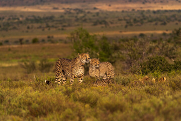 Cheetah Family Resting in Grass with Two Alert Individuals © Balaji
