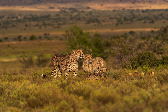 Cheetah Family Resting in Grass with Two Alert Individuals