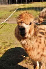 Fluffy brown alpaca standing proudly in an outdoor pen under warm sunlight, showcasing its soft fleece and friendly expression, ideal for farm animal, agriculture, and livestock collections. © Anastasiya