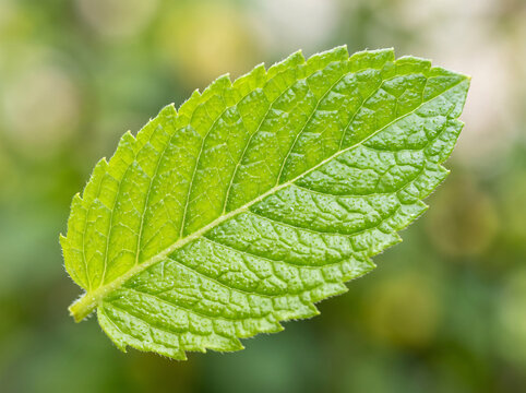 A single fresh green mint leaf isolated against a soft natural garden background.