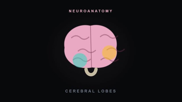 Brain Lobes Highlight Animation of Cerebral Lobes and Neuroanatomy for Video Editing and Graphic Works