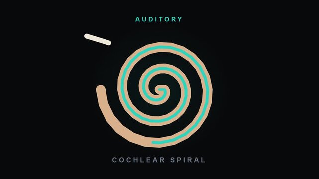 Inner Ear Cochlea Animation with Cochlear Spiral and Auditory Anatomy for Video Editing and Graphic Works