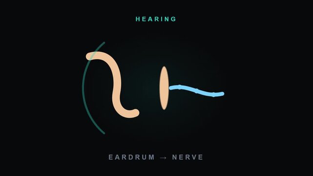 Sound Wave to Nerve Animation Showing Eardrum and Hearing Anatomy for Video Editing and Graphic Works