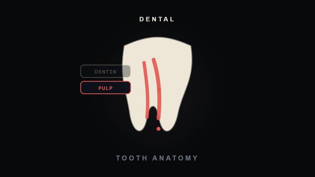 Tooth Cross Section Animation with Dentin and Pulp Dental Anatomy for Video Editing and Graphic Works