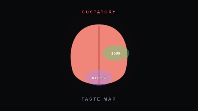 Tongue Taste Zones Animation with Sour and Bitter Taste Map for Video Editing and Graphic Works