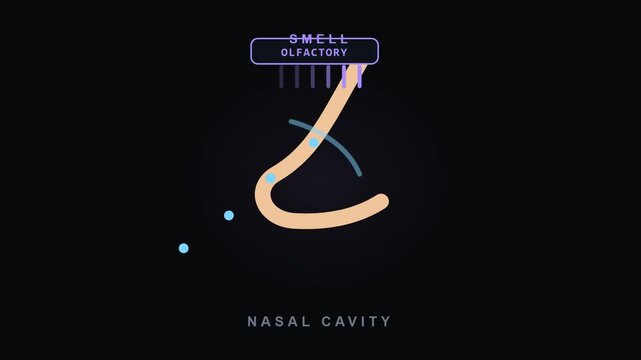 Nasal Airflow Smell Animation Showing Nasal Cavity and Olfactory Signal for Video Editing and Graphic Works