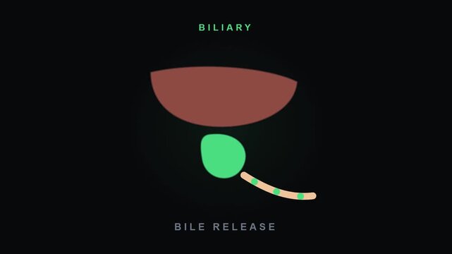 Gallbladder Bile Release Animation with Biliary Anatomy for Video Editing and Graphic Works