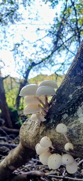 White mushroom on stump