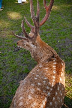 A magnificent spotted stag with large, velvet-covered antlers resting on the grassy ground and looking back over its shoulder.