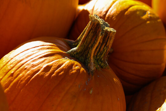Orange Muscat Pumpkins in Warm Autumn Light