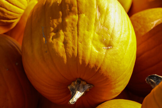 Orange Muscat Pumpkins in Warm Autumn Light