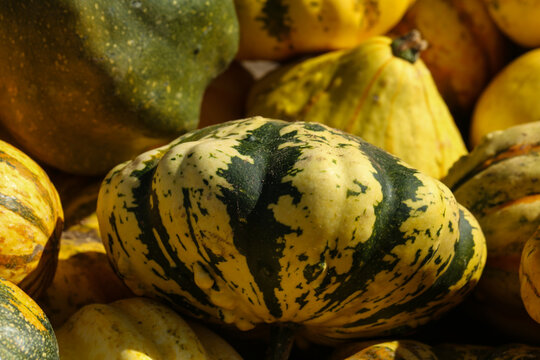 Colorful Ornamental Gourds in Autumn