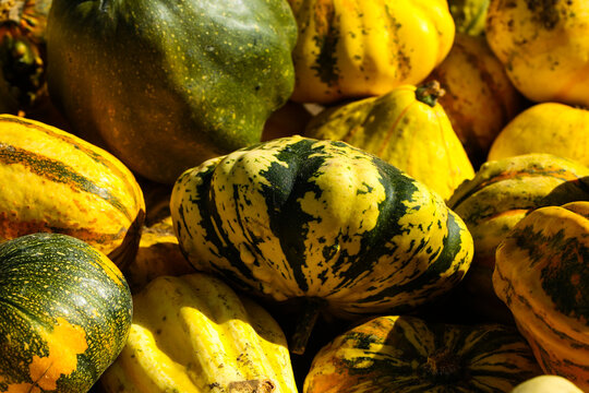 Colorful Ornamental Gourds in Autumn