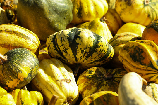 Colorful Ornamental Gourds in Autumn