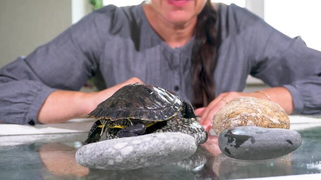 A woman sits at a table and interacts with a turtle resting on a smooth rock. The background shows a bright room with natural light coming through the window.