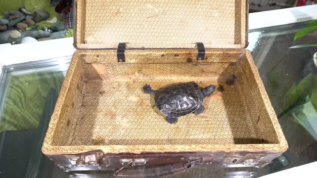 A turtle moves around inside an old suitcase placed on a glass table in a bright indoor setting. The suitcase shows signs of age and the turtle appears curious.