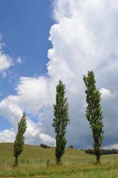 Row of tall Lombardy poplar trees against a dramatic blue sky and white cumulus clouds in Underberg, South Africa