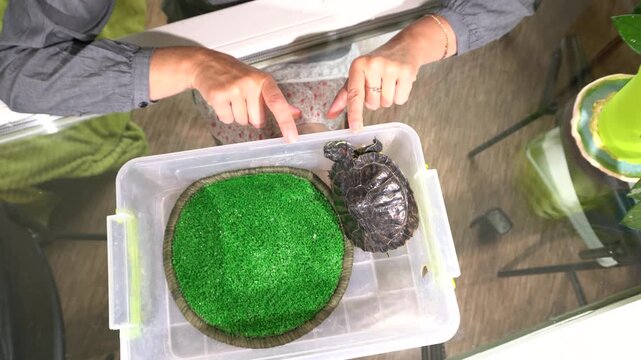 A woman points at a turtle inside a clear container with a green mat placed on a table at her home. The setting includes indoor plants and a window.