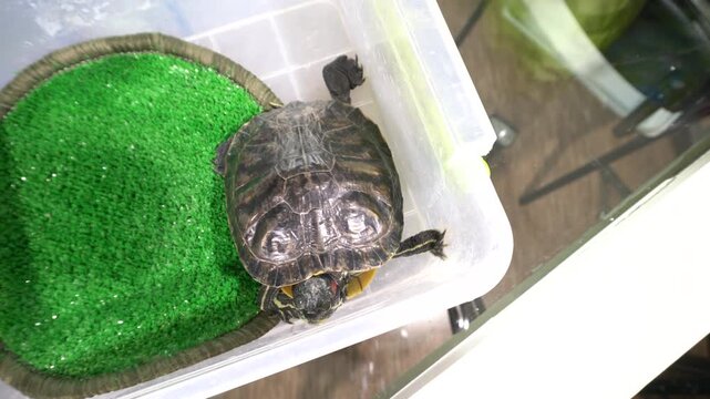 A turtle moves around inside a clear container. The container has fake grass at the bottom. The setting is indoors. The turtle is curious and looks around.