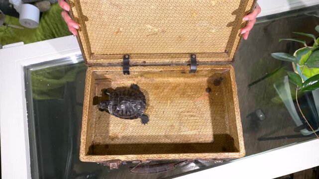 A person opens an old suitcase and discovers a turtle inside. The suitcase is placed on a glass table. Friends gather around to see this surprising find.
