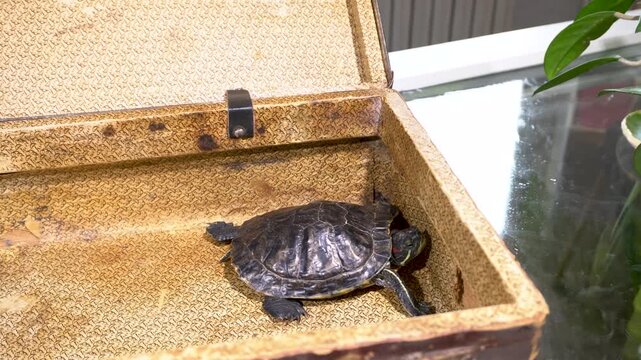 A turtle slowly moves around inside an old suitcase placed on a table in a room. The suitcase appears worn and has a textured interior. There are plants nearby.