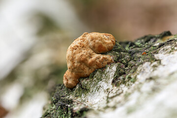 A thick bracket fungus growing on the textured bark of a birch tree trunk. Birch polypore. Fomitopsis betulina. © FFilo