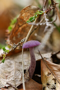 A vibrant purple amethyst deceiver mushroom growing among dry autumn leaves on the forest floor. Amethyst deceiver. Laccaria amethystina.