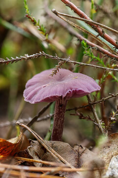 A vivid purple amethyst deceiver mushroom standing among dry leaves, twigs, and green heather in the forest. Amethyst deceiver. Laccaria amethystina.