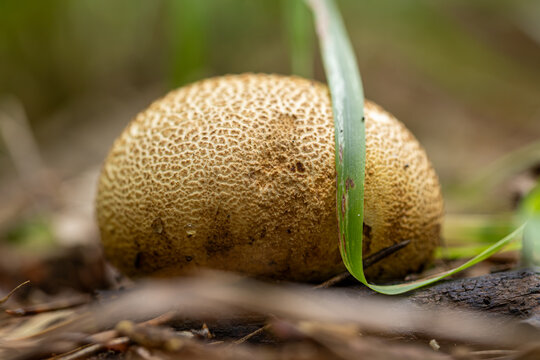 A yellowish-brown textured earthball fungus resting on the forest floor beneath a blade of grass. Common earthball. Scleroderma citrinum.